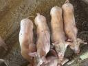 6hetes malacok
