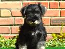Törpe schnauzer kölykök