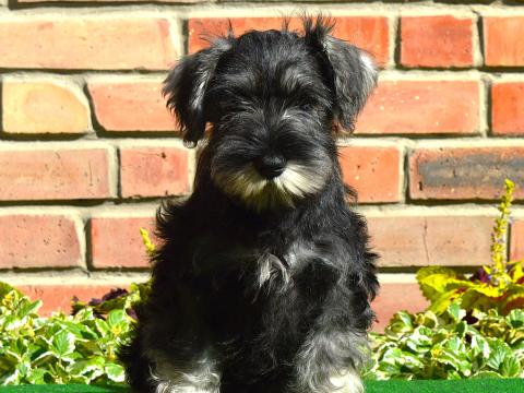 Törpe schnauzer kölykök Törpe schnauzer kölykök