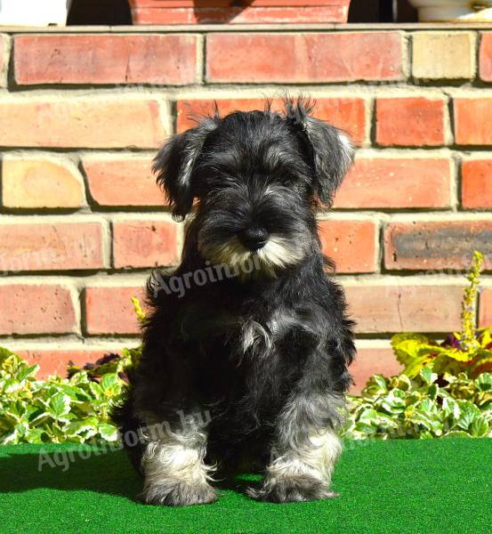 Törpe schnauzer kölykök