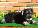 Törpe schnauzer kölykök
