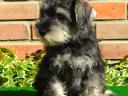 Törpe schnauzer kölykök