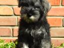Törpe schnauzer kölykök