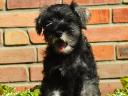 Törpe schnauzer kölykök