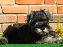 Törpe schnauzer kölykök