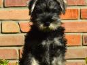 Törpe schnauzer kölykök