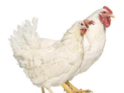 Bábolnai Tetra Tint Tojóhibrid Bábolnai Tetra Tint Tojóhibrid