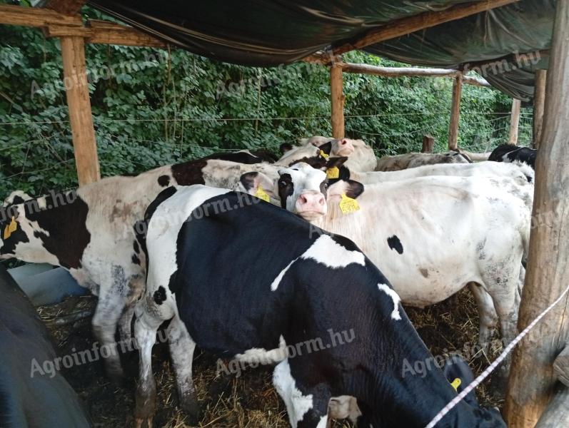 Holstein bika borjú