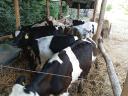 Holstein bika borjú