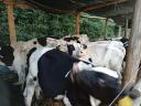 Holstein bika borjú