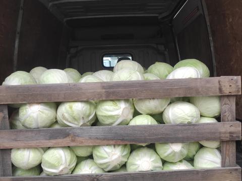 Fejes káposzta Fejes káposzta