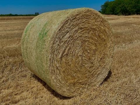 Árpaszalma Árpaszalma