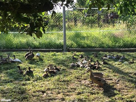 Indiai futókacsa eladó Indiai futókacsa eladó