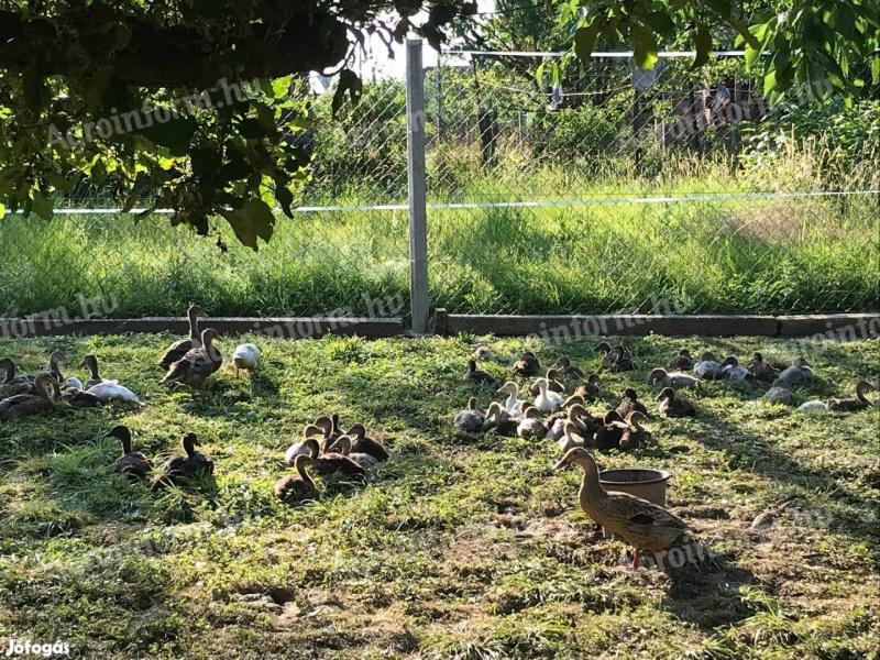Indiai futókacsa eladó