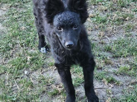 Gazdát keresnek Mudi kölykök Gazdát keresnek Mudi kölykök