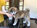 Törzskönyves japán Akita inu kiskutyák