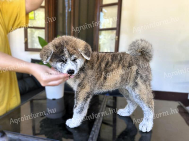 Törzskönyves japán Akita inu kiskutyák