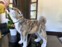 Törzskönyves japán Akita inu kiskutyák