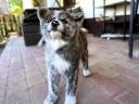 Törzskönyves japán Akita inu kiskutyák