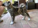 Törzskönyves japán Akita inu kiskutyák