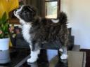 Törzskönyves japán Akita inu kiskutyák