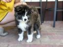 Törzskönyves japán Akita inu kiskutyák