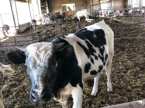 Eladó bikaborjú Eladó bikaborjú