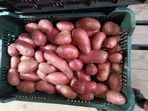 Újburgonya Újburgonya