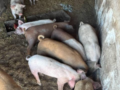 Malacok Cegléd Malacok Cegléd