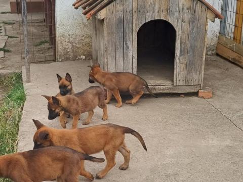 Belga juhász kiskutyák Belga juhász kiskutyák