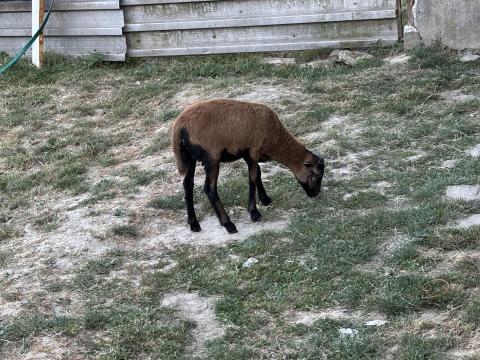 Kameruni juh Kameruni juh