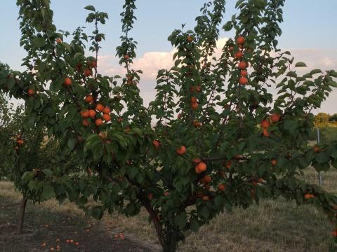 Kajszibarack sàrgabarack eladó Kajszibarack sàrgabarack eladó