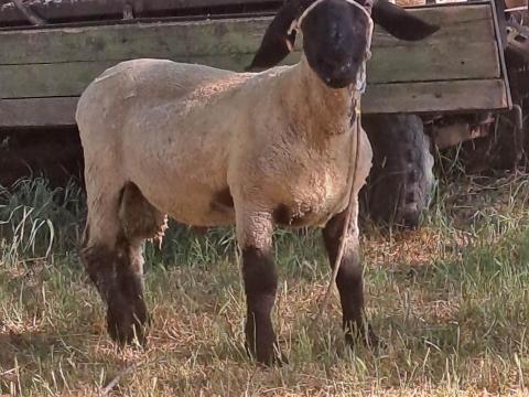 Angol sufffolk Kos Angol sufffolk Kos