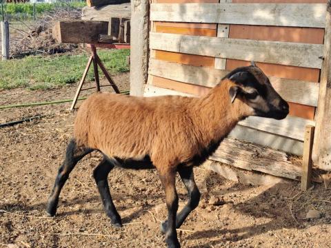 Kameruni juh Kameruni juh