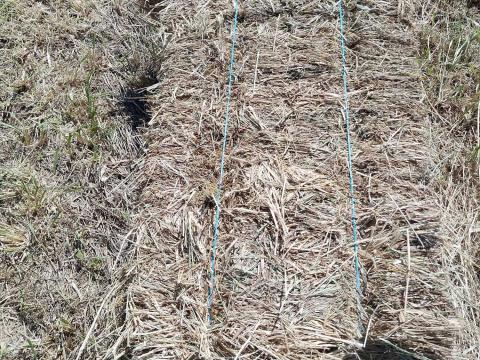 Kisbálás széna Kisbálás széna