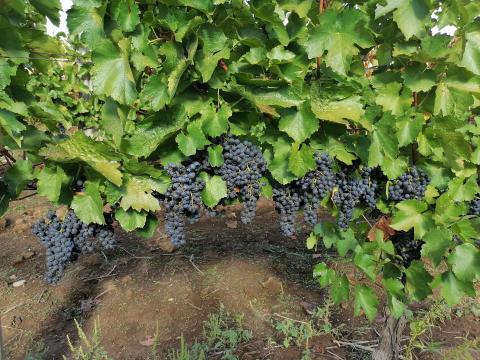 Cabernet Franc szőlőtermés előjegyezhető Cabernet Franc szőlőtermés előjegyezhető