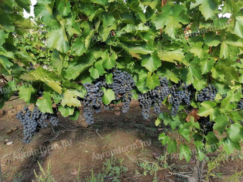 Cabernet Franc szőlőtermés előjegyezhető