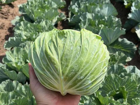 Lapos káposzta Lapos káposzta