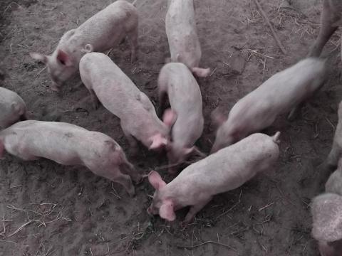 Választási malacok Választási malacok