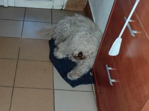 Fehér puli Fehér puli