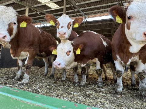 Eladó magyartarka pedigrés üszők Eladó magyartarka pedigrés üszők