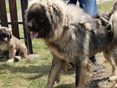 Kaukázusi juhász Kaukázusi juhász