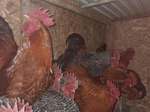 1 éves kakasok új udvart keresnek 1 éves kakasok új udvart keresnek