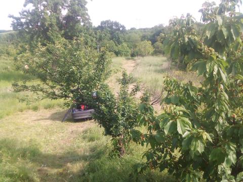 Fűkaszálás telektisztítás Fűkaszálás telektisztítás