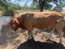 Eladó lajstromszámos Limousin tenyészbika, 5 éves