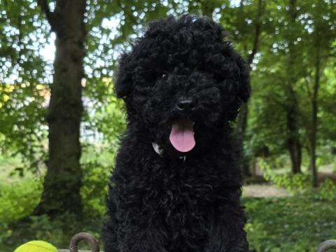 Törzskönyves puli kölykök Törzskönyves puli kölykök