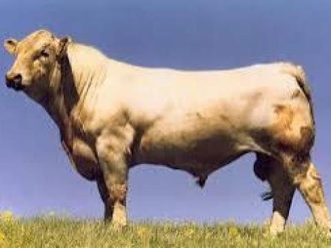 Szarvasmarha mellett keresek ottlakásal munkát Szarvasmarha mellett keresek ottlakásal munkát