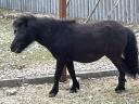 Shetlandi pónik