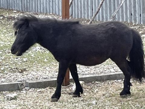 Shetlandi pónik Shetlandi pónik