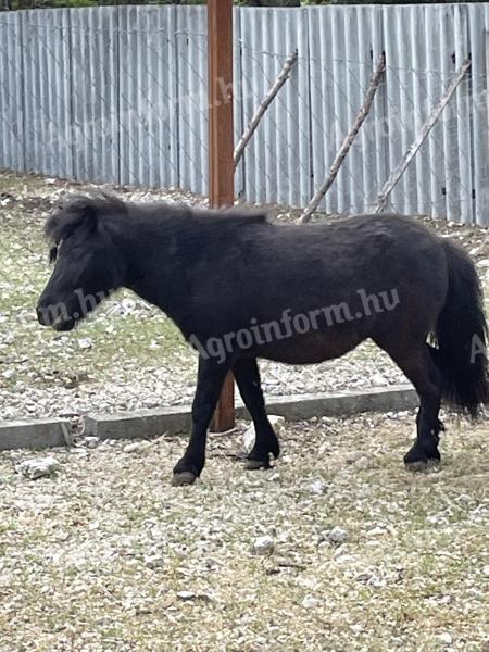 Shetlandi pónik